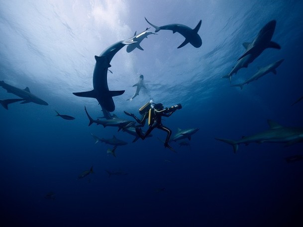 Jacques-Yves Cousteau: Odysea | Fandíme filmu