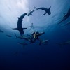 Jacques-Yves Cousteau: Odysea | Fandíme filmu