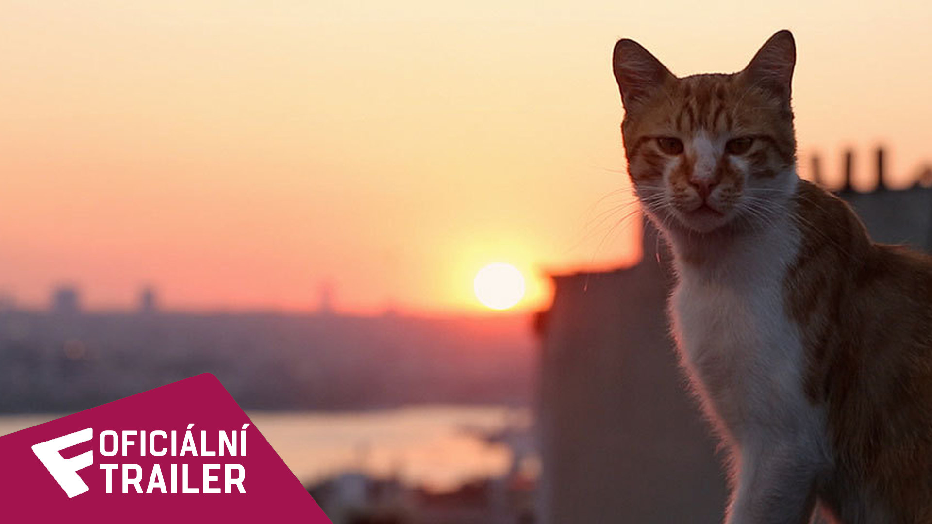 Kedi - Oficiální Trailer | Fandíme filmu