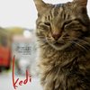 Kedi | Fandíme filmu