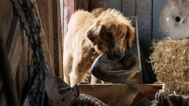 Psí poslání: Film sklízí ostrou kritiku za zacházení s psím hercem | Fandíme filmu