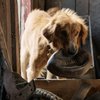 Psí poslání: Film sklízí ostrou kritiku za zacházení s psím hercem | Fandíme filmu