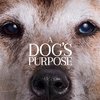Psí poslání: Film sklízí ostrou kritiku za zacházení s psím hercem | Fandíme filmu