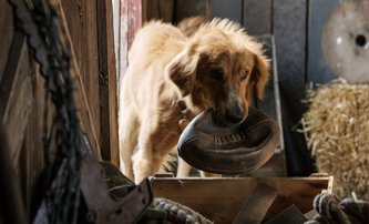 Psí poslání: Vyšetřování potvrdilo, že při natáčení bylo vše v pořádku | Fandíme filmu