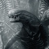 Vetřelec: Xenomorph je podle Scotta vyčerpaný | Fandíme filmu