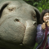 Okja: Sci-fi tvor vás donutí ronit slzy v novém traileru | Fandíme filmu