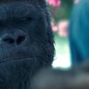 Válka o Planetu opic: První zámořské reakce | Fandíme filmu
