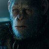 Válka o Planetu opic: První zámořské reakce | Fandíme filmu