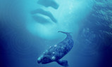 Pán velryb | Fandíme filmu