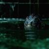 The Shape of Water: Nepřístupný trailer více odhaluje vodní stvoření | Fandíme filmu