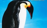 Putování tučňáků | Fandíme filmu