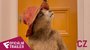Paddington 2 - Oficiální Trailer (CZ - dabing) | Fandíme filmu