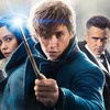 Fantastická zvířata 2: Objeví se další postava z Harryho Pottera | Fandíme filmu