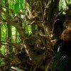 Mohawk: Z kořisti jsou lovci v indiánském hororu | Fandíme filmu