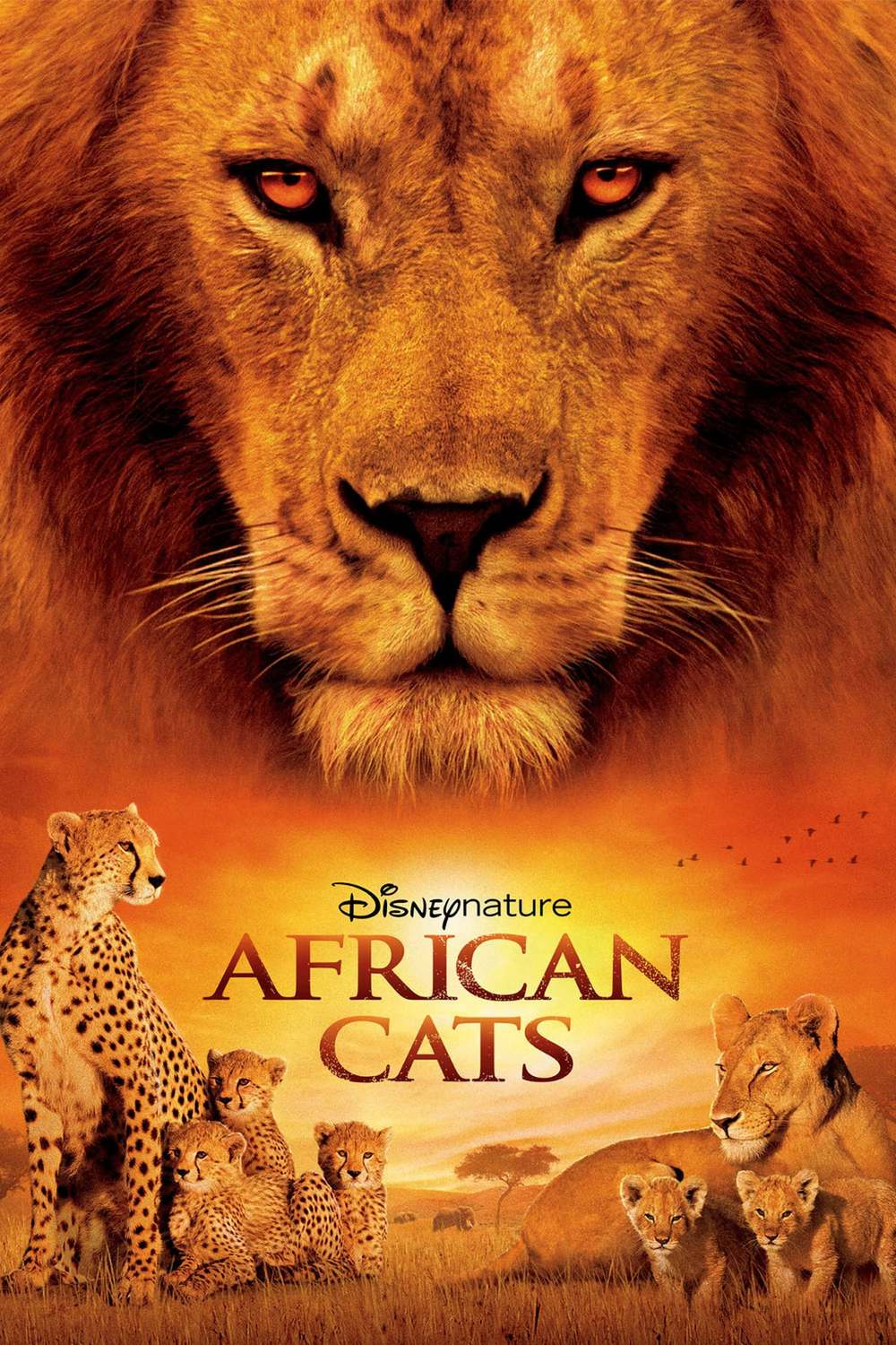 Africké kočky: Království odvahy | Fandíme filmu