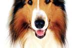 Lassie | Fandíme filmu