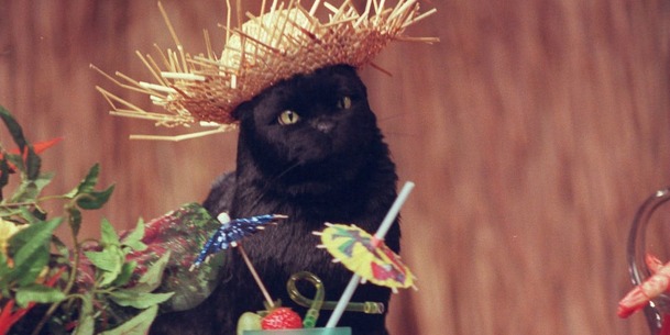 Kočičí bleskovka ze světa čarodějky Sabriny: Salem na scéně! | Fandíme serialům