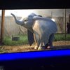 Dumbo: Tim Burton přivede k životu animovaného slona | Fandíme filmu