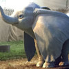 Dumbo: Teaser trailer s létajícím slonem sází na něžnost | Fandíme filmu