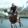 Ant-Man 3: Na závěru trilogie se už údajně pracuje | Fandíme filmu