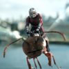 Ant-Man a Wasp: První zámořské ohlasy | Fandíme filmu