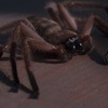 Arachnofobie: Chystá se remake | Fandíme filmu