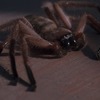 Arachnofobie: Remake pavoučího hororu je na cestě | Fandíme filmu