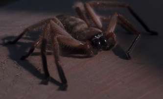 Arachnofobie: Remake pavoučího hororu je na cestě | Fandíme filmu