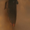 Godzilla II Král monster: Rozbor traileru plného monster a nové plakáty | Fandíme filmu