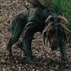 Predátor: Evoluce: Predátoří psiska nebudou chybět | Fandíme filmu
