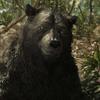 Mowgli: Legend of the Jungle: Nový trailer odhalil datum premiéry | Fandíme filmu