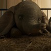 Dumbo: Nový trailer na rodinnou podívanou  Tima Burtona | Fandíme filmu