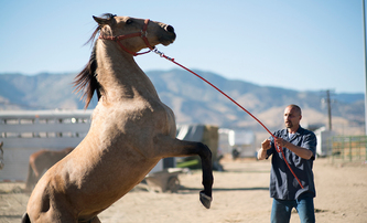The Mustang: Drsného vězně polidští nezkrotný kůň v prvním traileru | Fandíme filmu