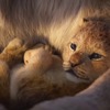 Lví král: Oscary přinesly nový trailer | Fandíme filmu