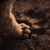 Lví král: Oscary přinesly nový trailer | Fandíme filmu