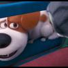 Tajný život mazlíčků 2: Domácí zvířata představují v trailerech nová dobrodružství | Fandíme filmu