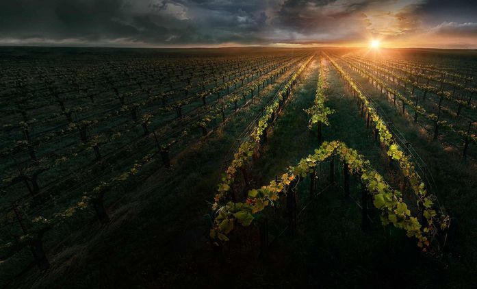 Star Trek: Picard: Série o slavném kapitánovi našla talentovaného šéfa | Fandíme seriálům