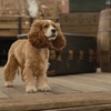 Lady a Tramp:  Psí romantika se připomíná v druhém traileru | Fandíme filmu