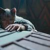 Cats: Ani druhý trailer ke kočičímu muzikálu rozpačité dojmy nerozptýlil | Fandíme filmu