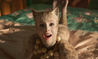 Recenze: Cats: Kočičí muzikál nepotěší ani zaryté kočkomily | Fandíme filmu