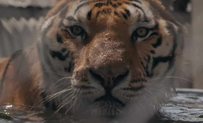 Tiger King: Tvůrci kočičího hitu chystají nové epizody | Fandíme seriálům
