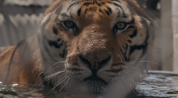 Pán tygrů: Už v neděli dorazí nová epizoda jedné z nejsledovanějších show Netflixu | Fandíme serialům