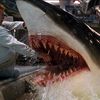 Blood Shark 3D: Už zase se chystá film o obřím žralokovi zabijákovi | Fandíme filmu