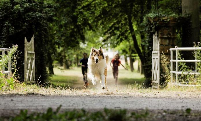 Lassie se vrací: Rodinná klasika má být jednou z prvních novinek, co po karanténě odvážně otevřou česká kina | Fandíme filmu