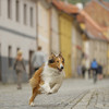 Lassie se vrací: Rodinná klasika má být jednou z prvních novinek, co po karanténě odvážně otevřou česká kina | Fandíme filmu