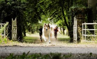 Lassie se vrací: Rodinná klasika má být jednou z prvních novinek, co po karanténě odvážně otevřou česká kina | Fandíme filmu