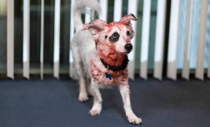 Good Boy: Vraždící pejsek hájí paničku doslova zuby nehty | Fandíme seriálům