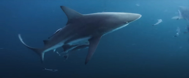 Útok z hlubin 3: V ukázce jsou v reakci na globální oteplování lidé potrestáni krvelačnými žraloky | Fandíme filmu