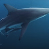 Útok z hlubin 3: V ukázce jsou v reakci na globální oteplování lidé potrestáni krvelačnými žraloky | Fandíme filmu