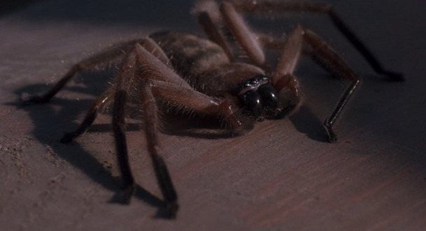 Nejlepší a nejodpudivější pavoučí filmy | Fandíme filmu